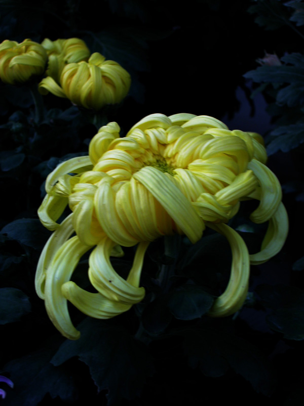 午后的秋菊