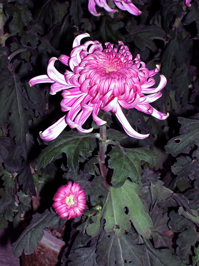 午后的秋菊