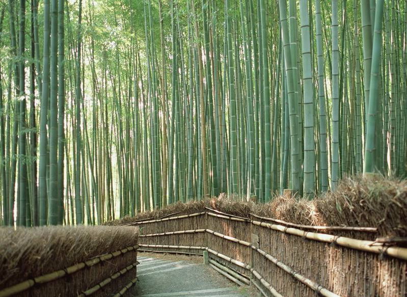 竹林