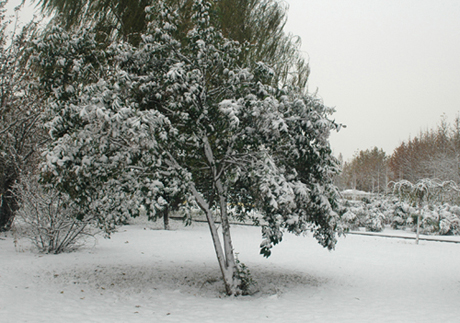 学拍雪景