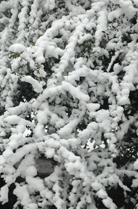 学拍雪景