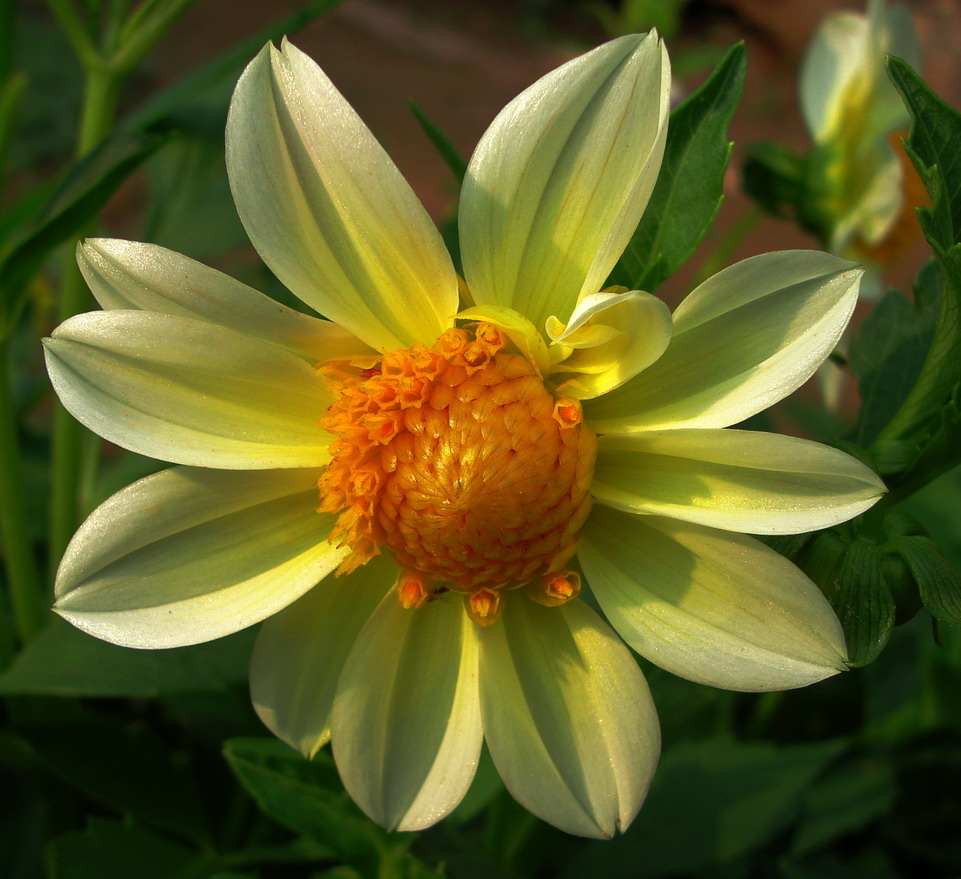 小花
