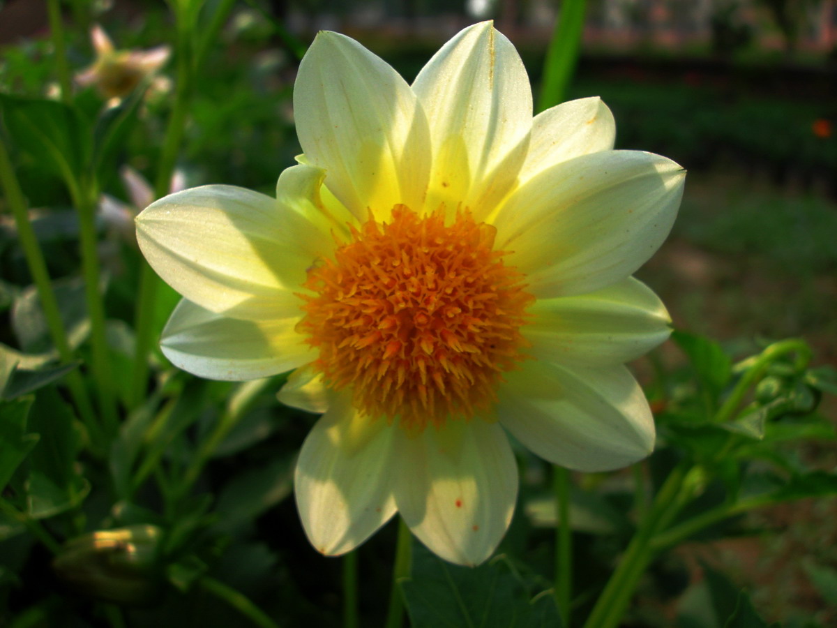 小花
