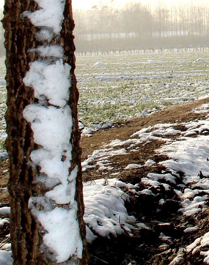 雪景随拍