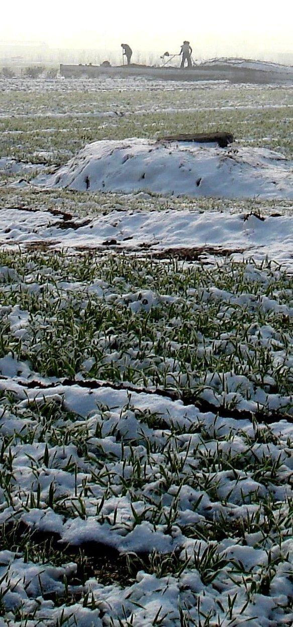 雪景随拍