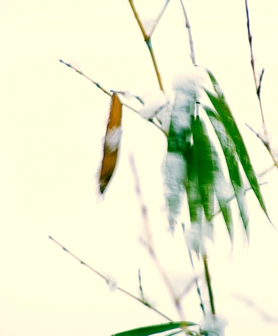 [原创]雪竹