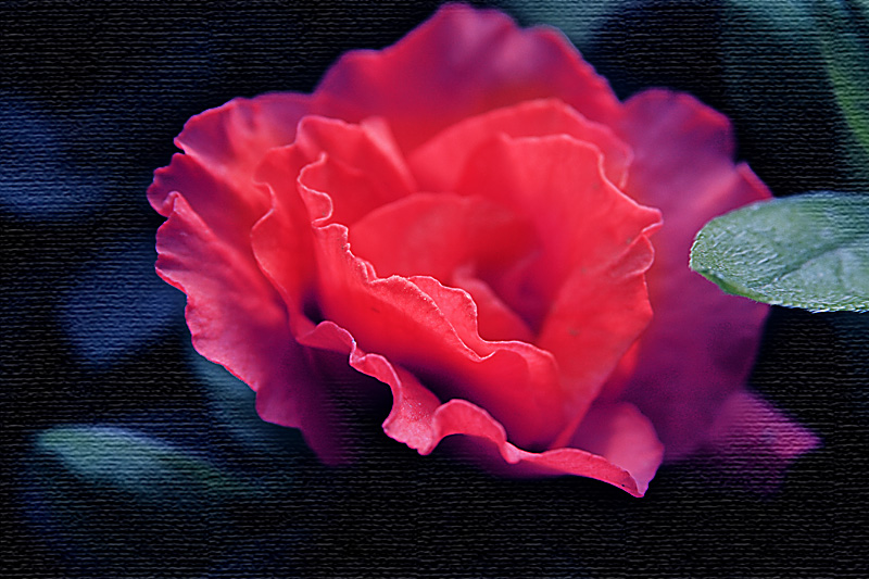 夜静花开