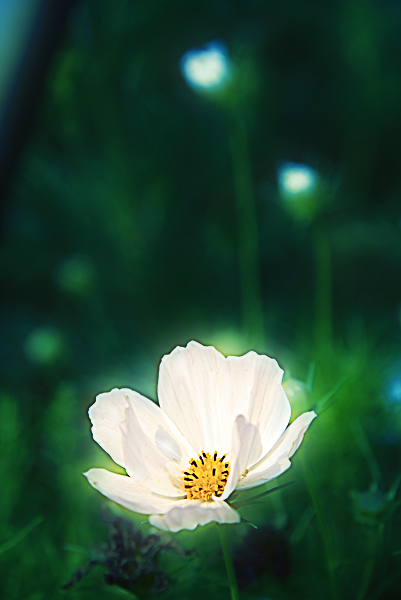 风中之花
