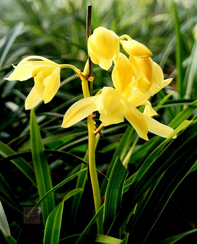 兰花