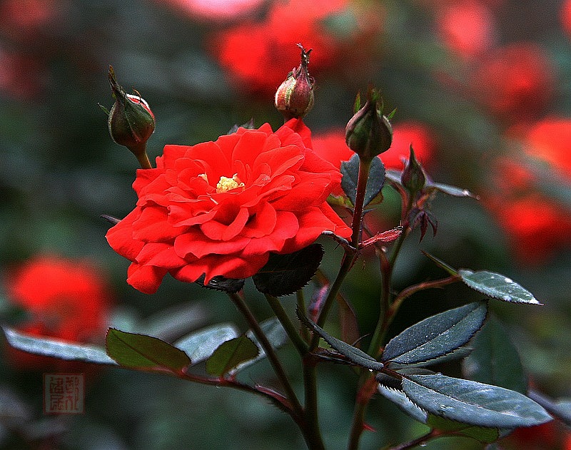 兰花