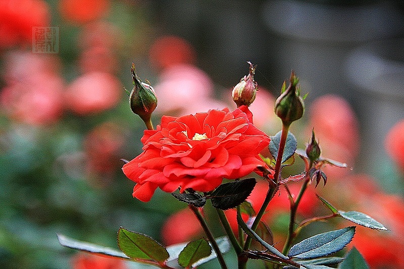 兰花