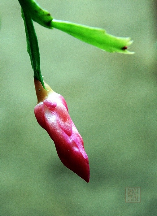 兰花