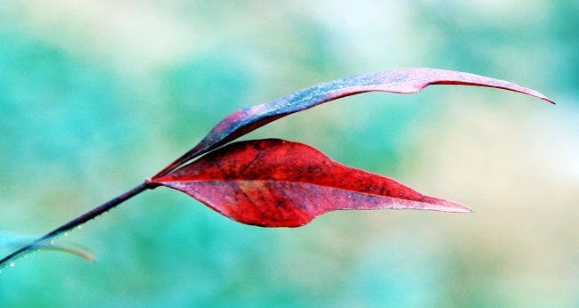 花草