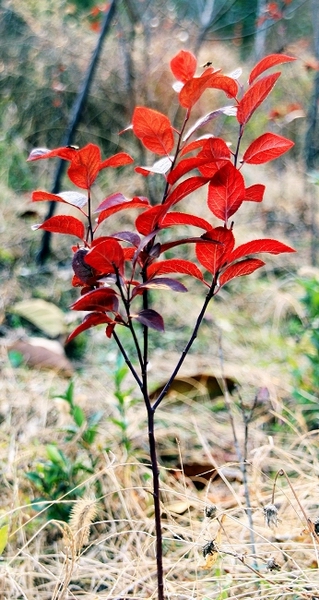 花草