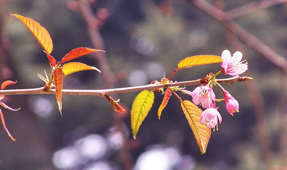 冬天里的小花