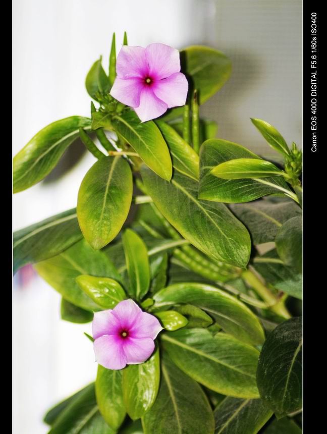 花草（学拍）
