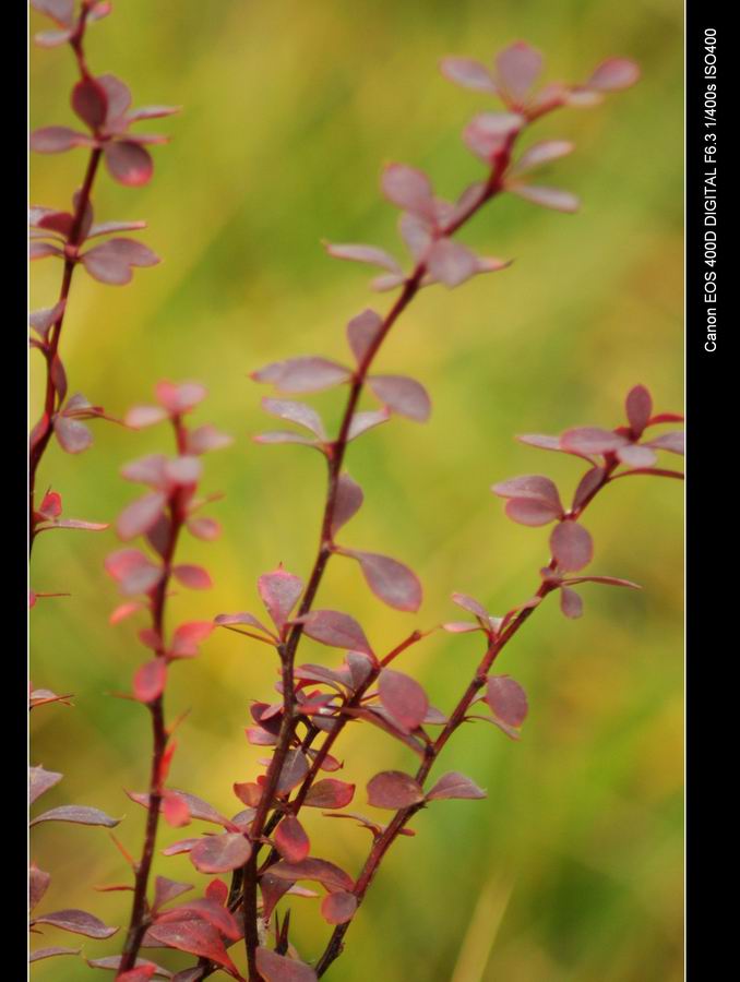 花草（学拍）