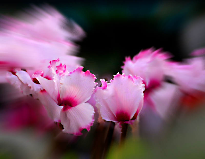花花草草