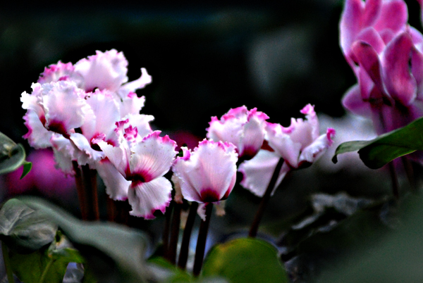 花花草草