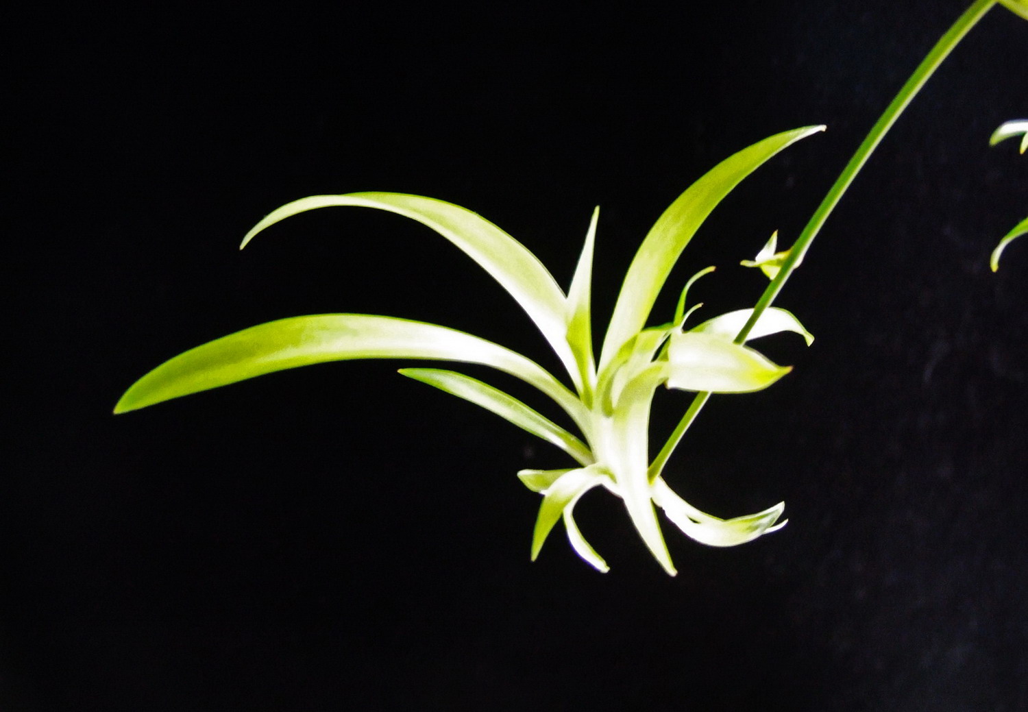 小草