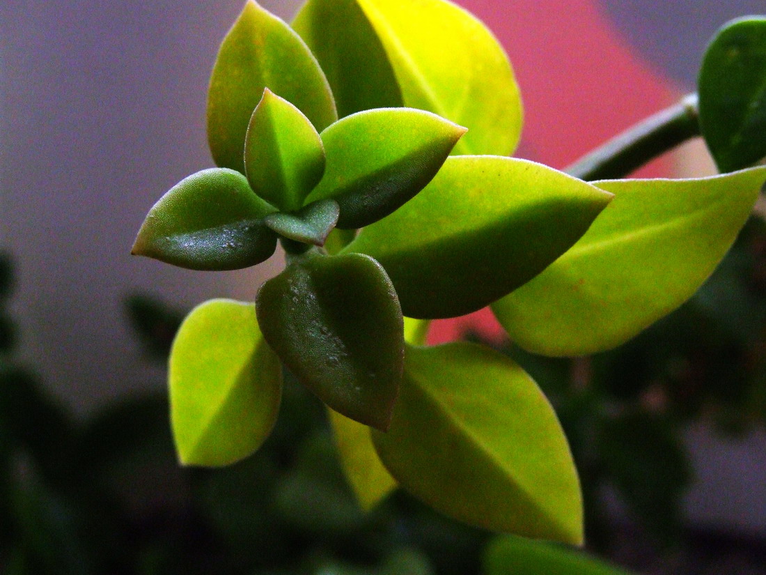 小草