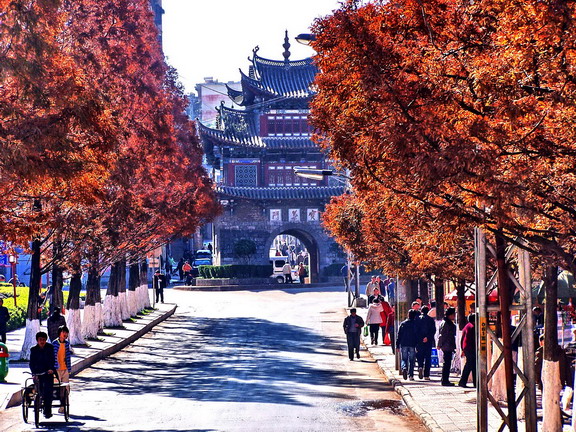 市区红叶