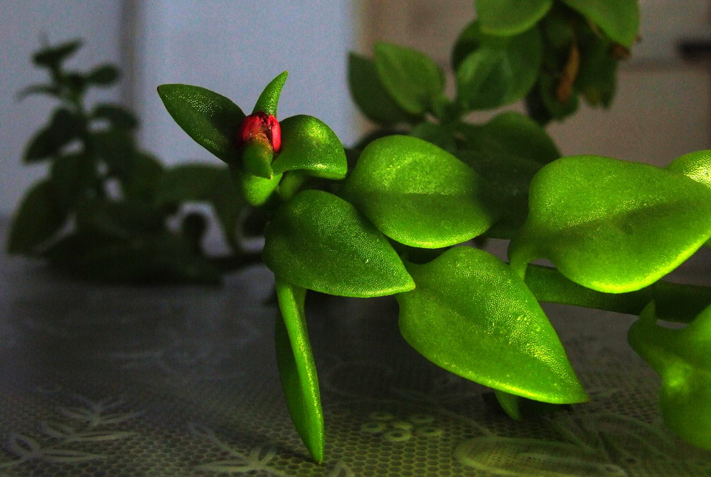 无名花