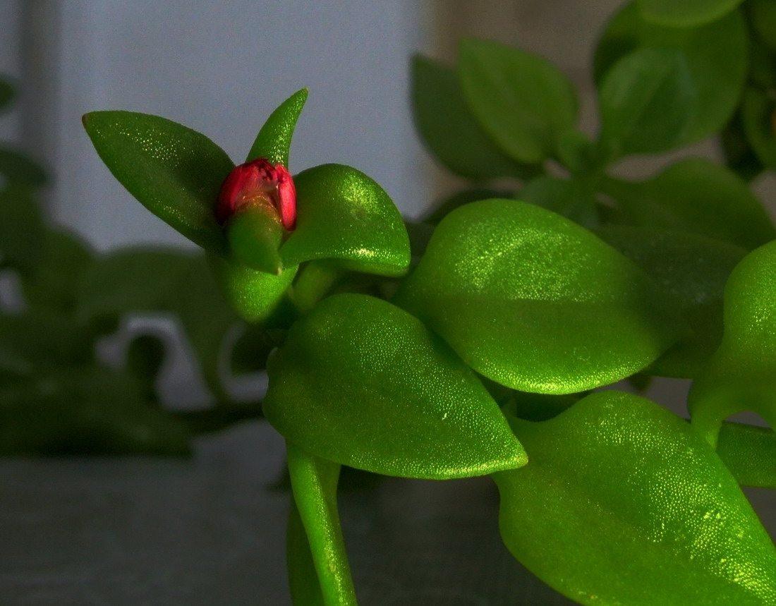 无名花
