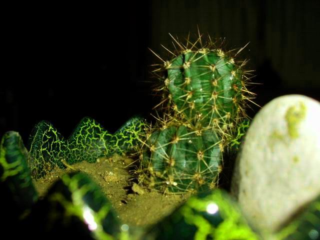 花草