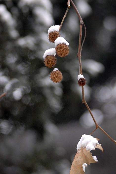 [原创]雪景小品