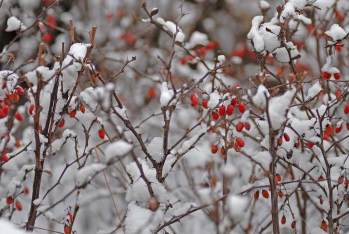 [原创]雪景小品