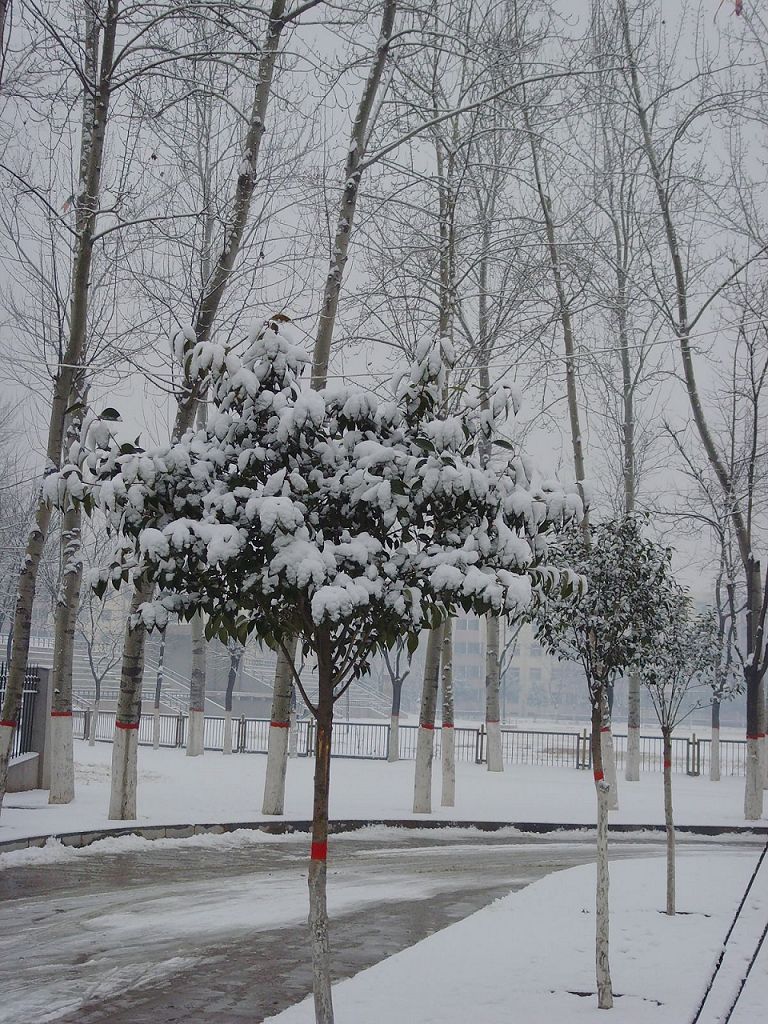 雪景