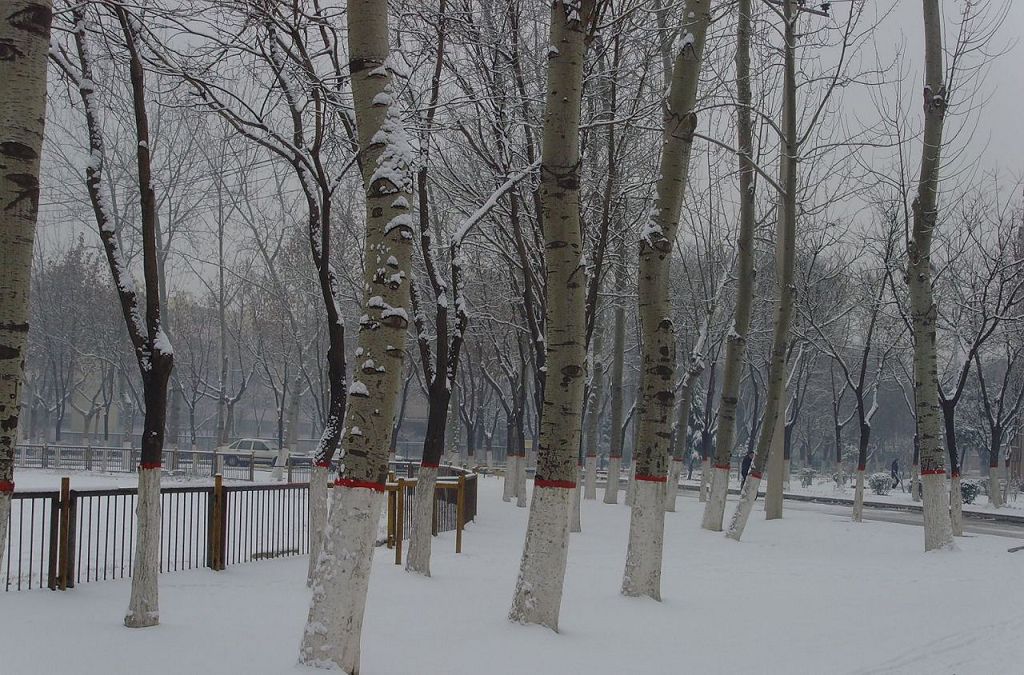 雪景
