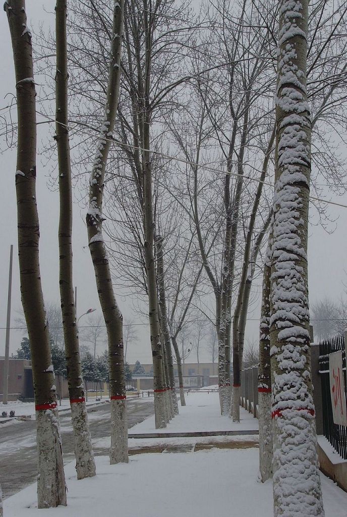 雪景