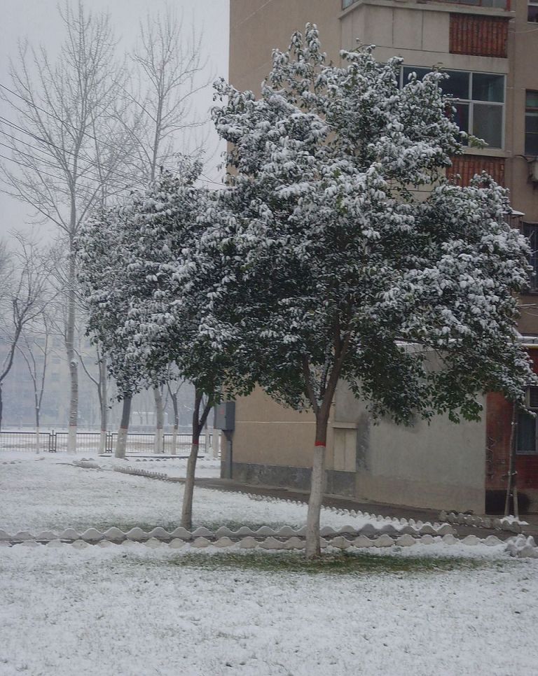 雪景