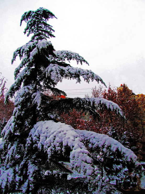 傲雪