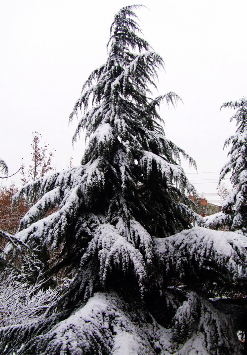 傲雪