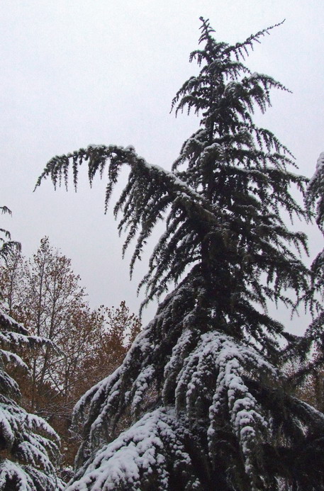 傲雪