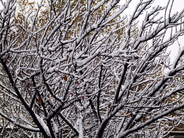 傲雪