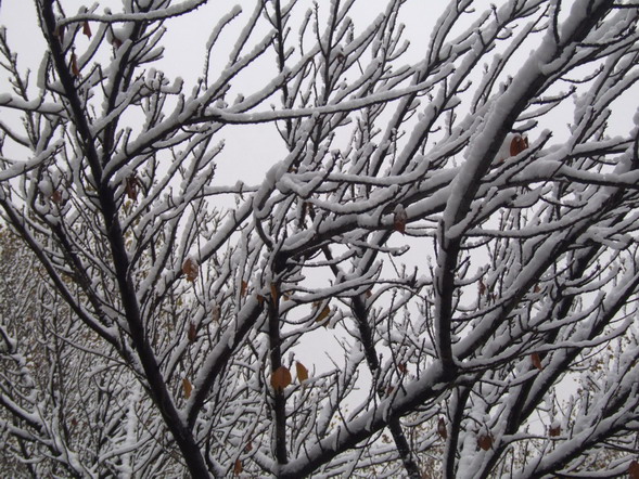 傲雪