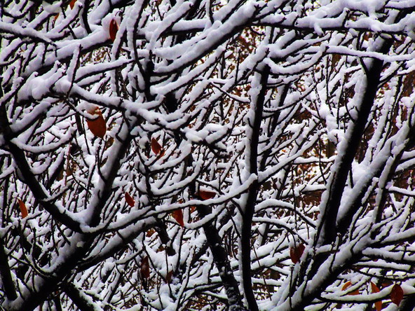 傲雪