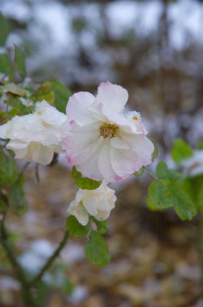 雪中花