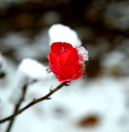 雪中花