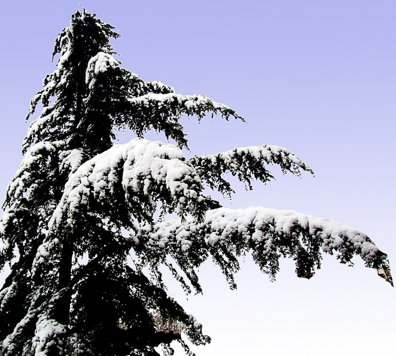 傲雪