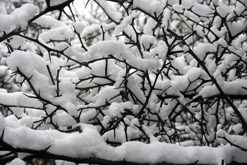 雪韵