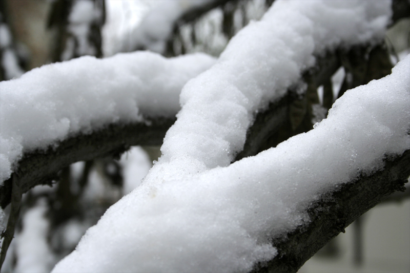 雪韵