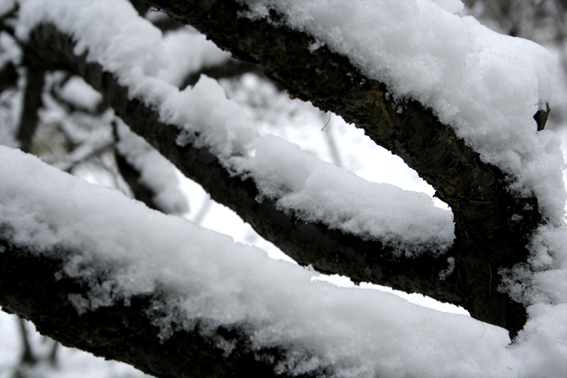 雪韵