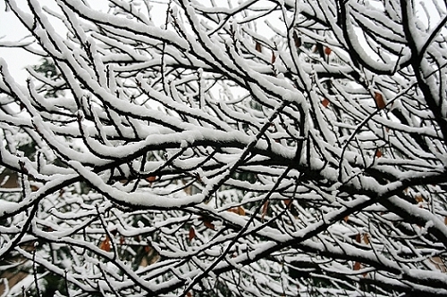 雪后随拍