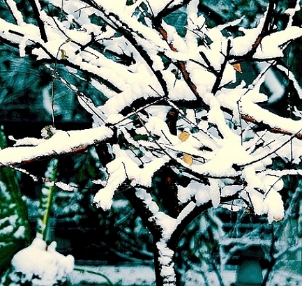 雪后随拍