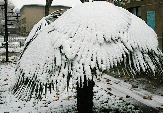 雪后随拍